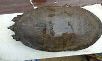 NE017 183 Dermatemys mawii.jpg