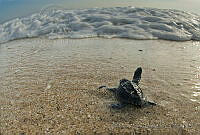 OAO0394 Chelonia mydas.jpg