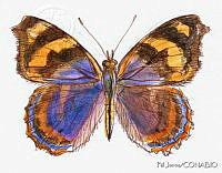 PJ0739 Bolboneura sylphis.jpg