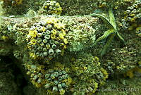 CNS1087 Tubastrea coccinea.jpg