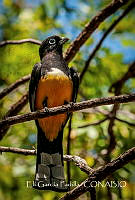 EGP001 Trogon melanocephalus.jpg