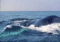 ELC0003 Megaptera novaeangliae.jpg