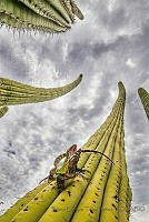 BETB03 Ctenosaura macrolopha.jpg