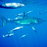 C. carcharias César Hernández.jpg