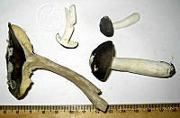 RGO0293 Russula sp..JPG