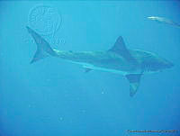 CHH0012 Carcharodon carcharias.jpg