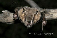 MN6F0147 Artibeus jamaicensis.jpg