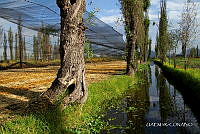 3R 01428 Invernaderos en Chinampa.jpg