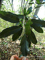 MRG-2017-105 Morisonia americana (MRG-30jun17-b).JPG