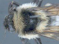 JAMR008 Bombus wilmattae.jpg