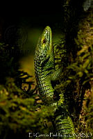 EGP0254 Abronia smithi.jpg