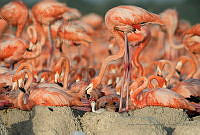 JAGT02 Phoenicopterus ruber.jpg