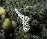 DP014-71 Aegires albopunctatus.jpg