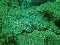 JAJ1069 Urobatis jamaicensis.jpg