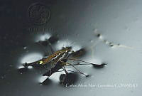 CANG001 Aquarius sp..jpg