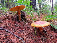 JCDJC 0001 Amanita bassi.jpg