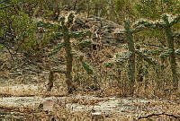 3R 01267 Cylindropuntia imbricata.jpg