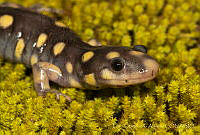 ECA0145 Ambystoma rosaceum.jpg