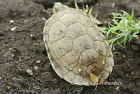 JCC0400 Trachemys venusta.JPG