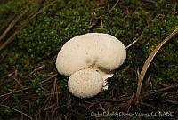CEOV0119 Lycoperdon sp..jpg
