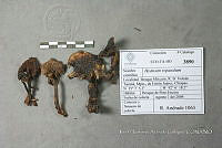 HC014 0154 Hydnum repandum.jpg