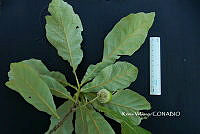 ME010 KV 01109 Quercus glabrescens Benth., 1840_.JPG