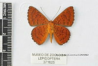 JF018 0739 Emesis poeas.jpg