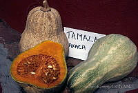 DK2382 Cucurbita sp..jpg