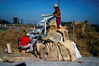 FGM0006 Zea mays.JPG