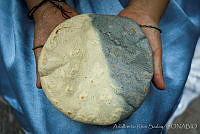 ARS00503 Zea mays.jpg