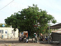 MRG 0314 Albizia lebbeck.JPG