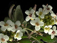 PTL0909 Nasturtium officinale.jpg