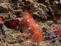 AEG0029 Doriopsilla janaina.jpg