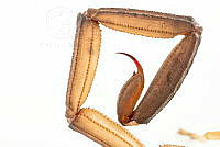 MASM07672 Centruroides nigrimanus.jpg