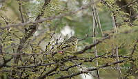 IE003 0109 Regulus calendula.jpg