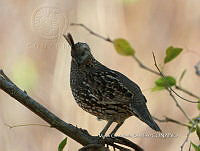 MCS IM0050 Callipepla douglasii ssp. vanderbilti.jpg