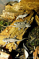 MDL0342 Sceloporus serrifer.jpg