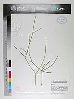 JAdNV0523 Rhipsalis baccifera.JPG