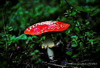 RJ001 Amanita muscaria.jpg
