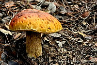 RLJN001 Boletus sp..jpg