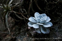 MASM01389 Echeveria laui.jpg