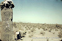 3210 Carnegiea gigantea.jpg