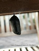LDC 011 Danaus plexippus.jpg