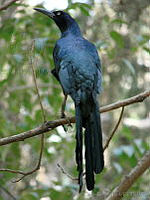 CGL1985 Quiscalus mexicanus.jpg