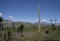 MASM02469 San Juan Raya, Puebla.jpg