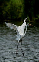 SM0668 Ardea alba.jpg