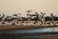 JNVV01 Pelecanus erythrorhynchos.jpg