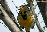 MGaves 1137 Sturnella neglecta.jpg
