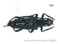 LFSMCA0233 Stictoleptura sp..jpg