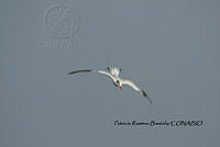 HJ6- 0787- Thalasseus maximus.jpg